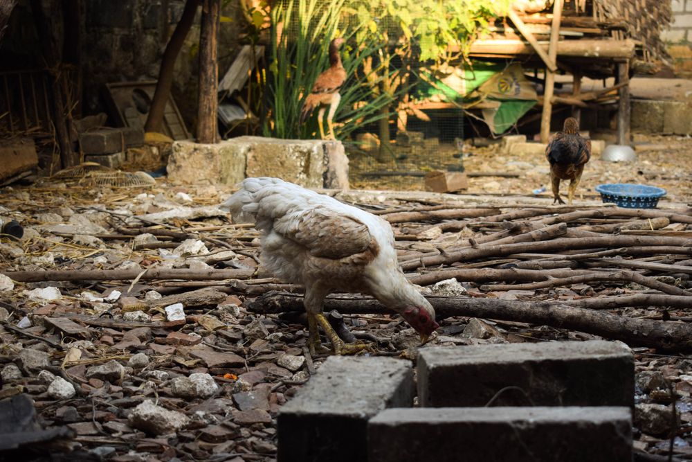 Chickens grazing on rugged ground