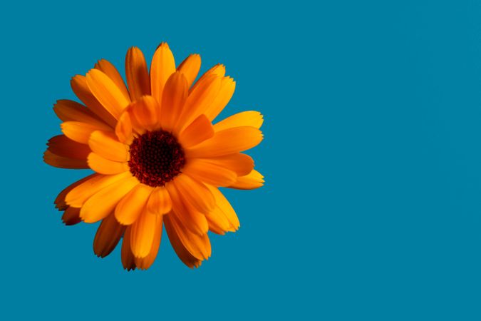 Orange English Marigold isolated on a blue background