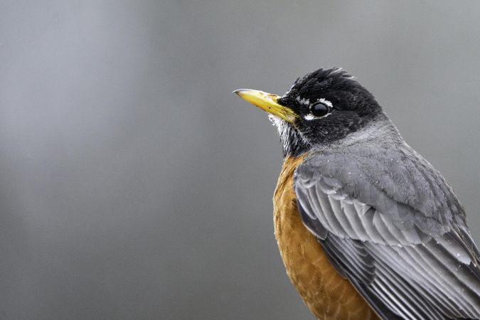 Close up of American robin