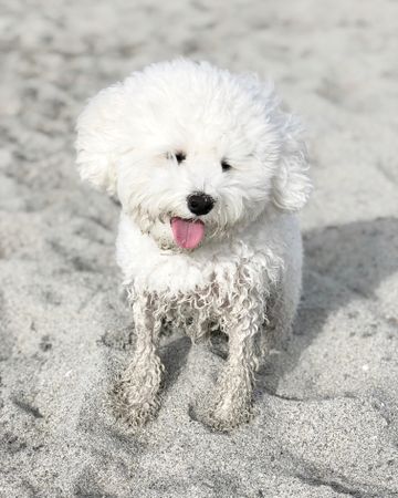 Bichon dog with wet feet standing on sand