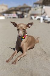 Little italian greyhound dog in the beach
