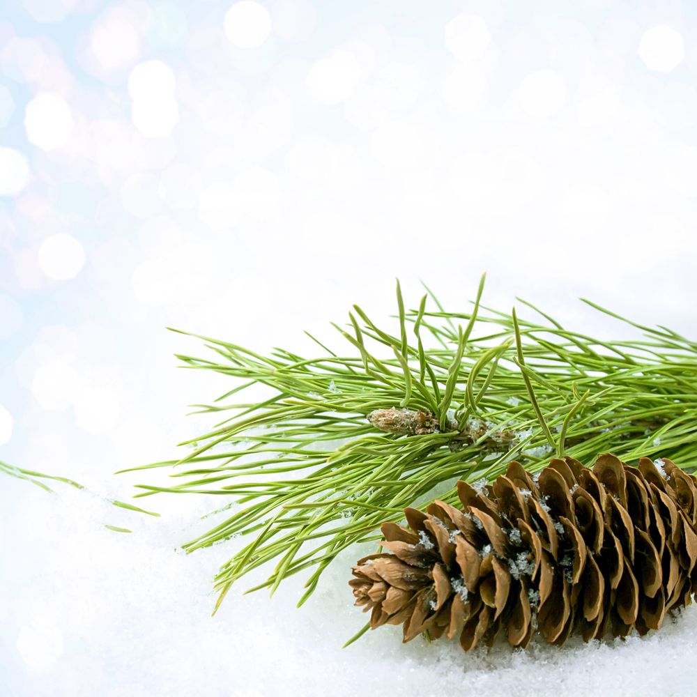 Branch and pinecone with wintry background