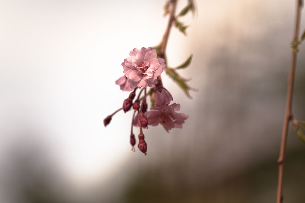 Feathery pink cherry blossom flowers and bud