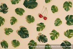 Monstera leaves arranged in a pattern on sand colored background with cherry 0K3NZ0
