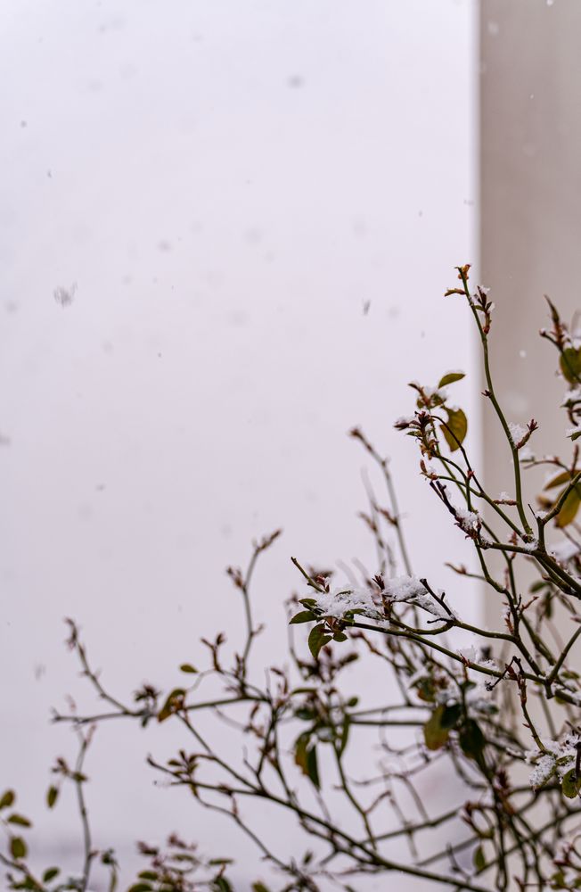 Rose bush in the garden under the snow