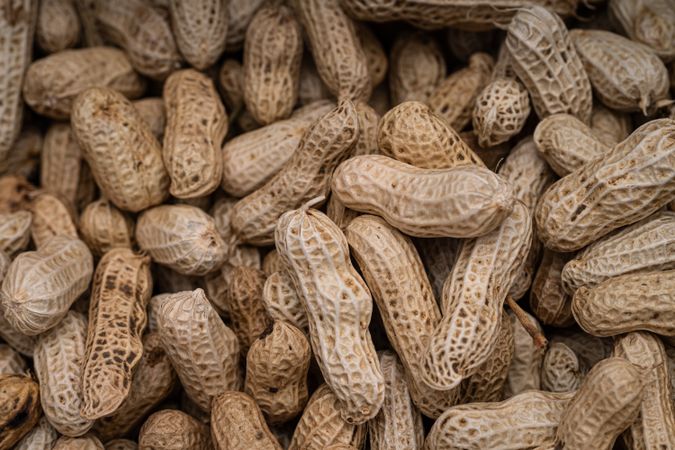 Freshly harvested and sun-dried peanuts