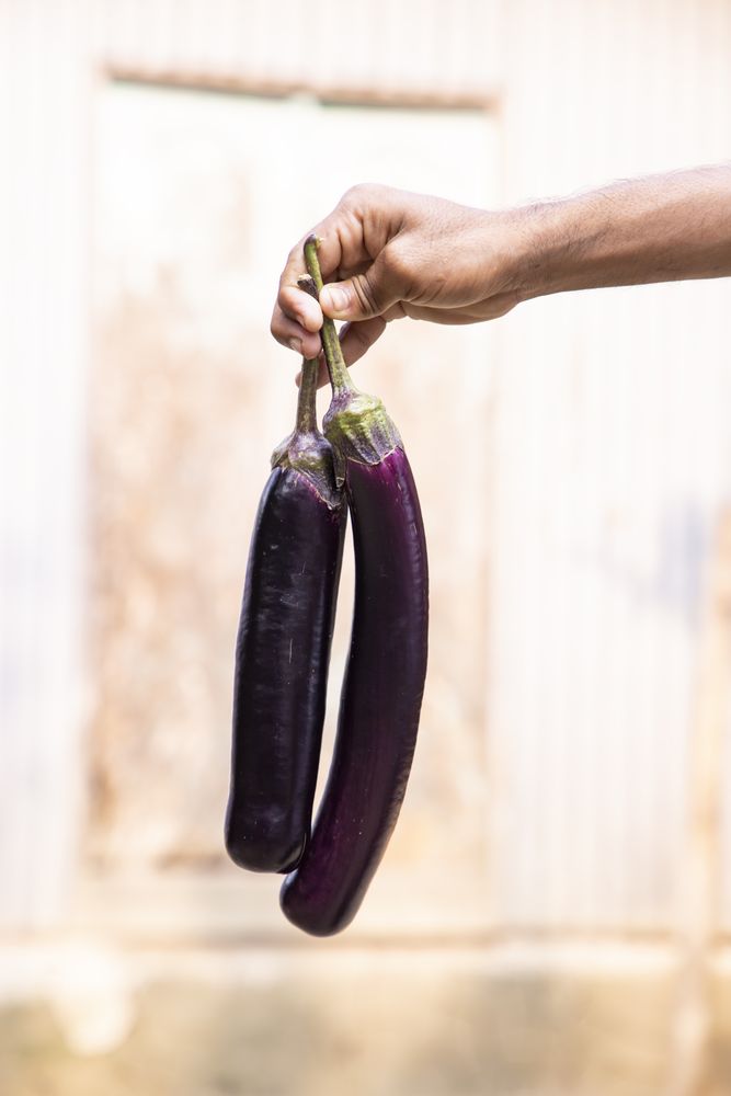 Hand holding fresh organic eggplant with shallow depth of field