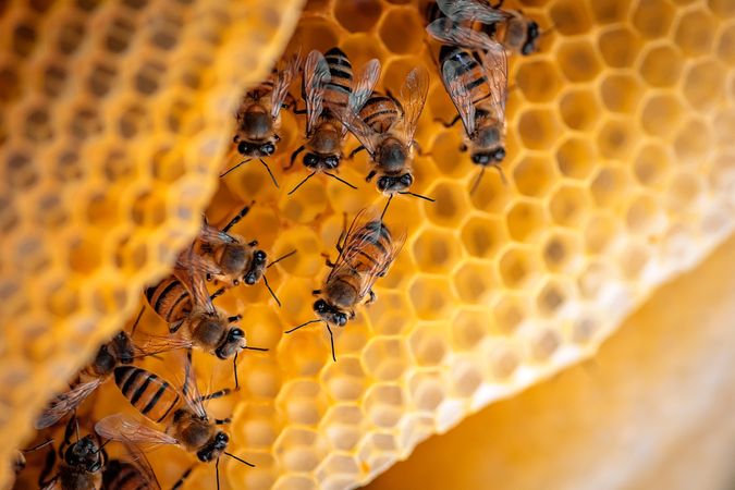 Yellow bees in beehive