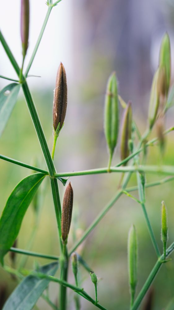 the distinct appearance of Tinospora crispa, commonly known as brotowali