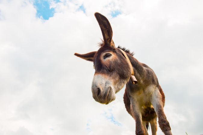 View to donkey standing at cloudy background