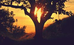 Tree at sunset