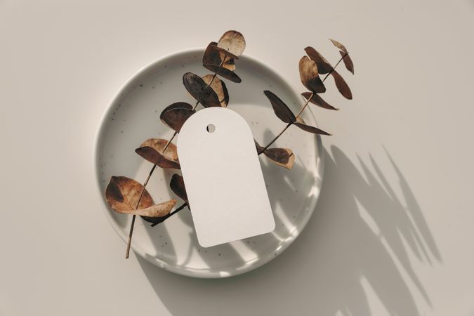 Dry eucalyptus tree branch on plate