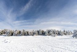 Beautiful snow pine trees in ski resort of Sierra Nevada