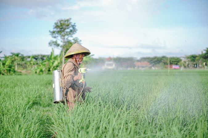 Older male farmer spraying pesticide on rice green field