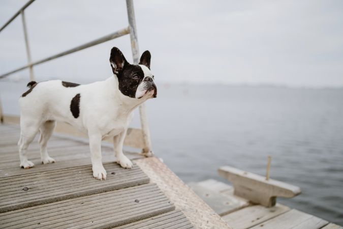 Cute dog on pier near sea
