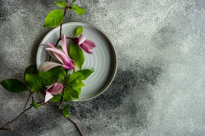 Top view of plate with magnolia flowers on grey table