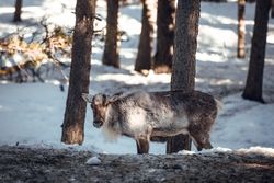 Wild cow near trees between snow