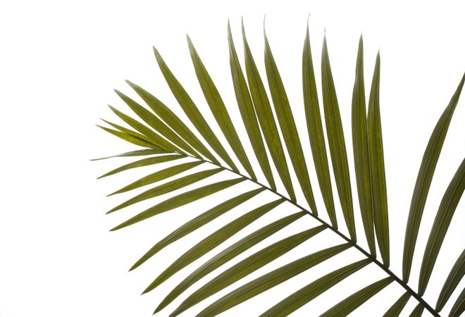 Beautiful tropical palm leaf on blank background