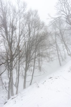Wintry barren forest on snowy day in Caucasus mountains