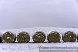 Hay in a snowy field on a winter day 5z7xo4