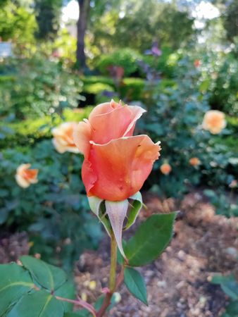 Peach rose in garden