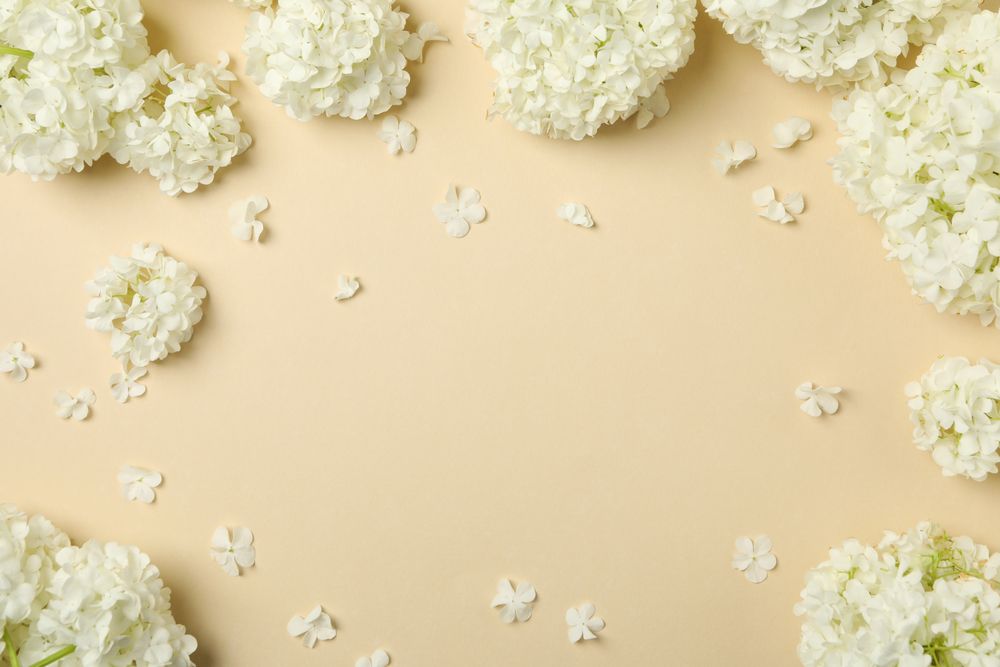 Beautiful hydrangea flowers on beige background. Spring plant