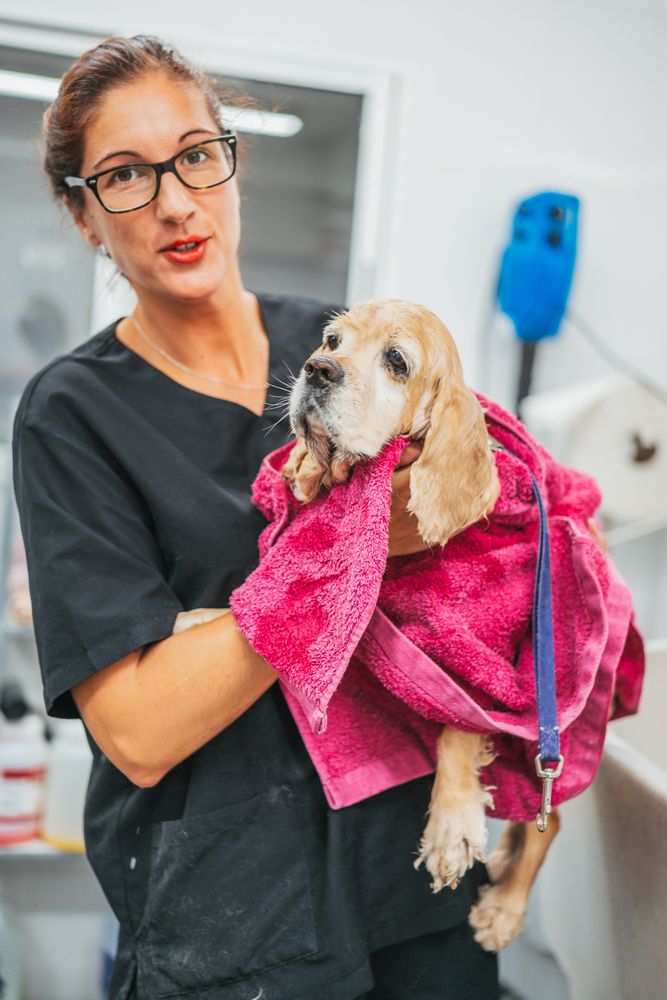 Female groomer drying dog with towel
