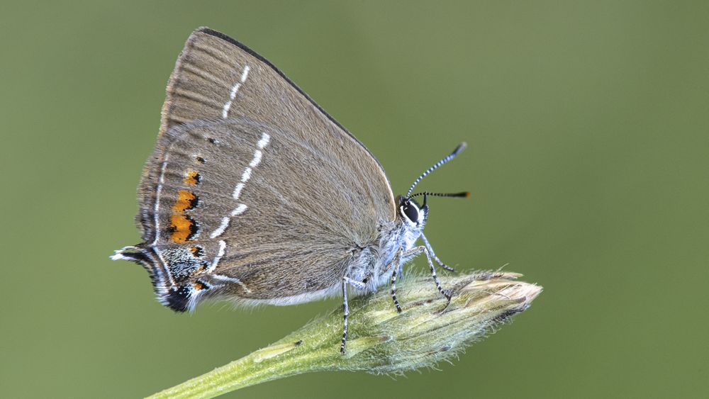 Brown butterfly perched on plant