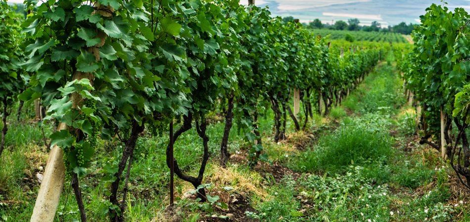 Green vineyard in Kakheti, Georgia