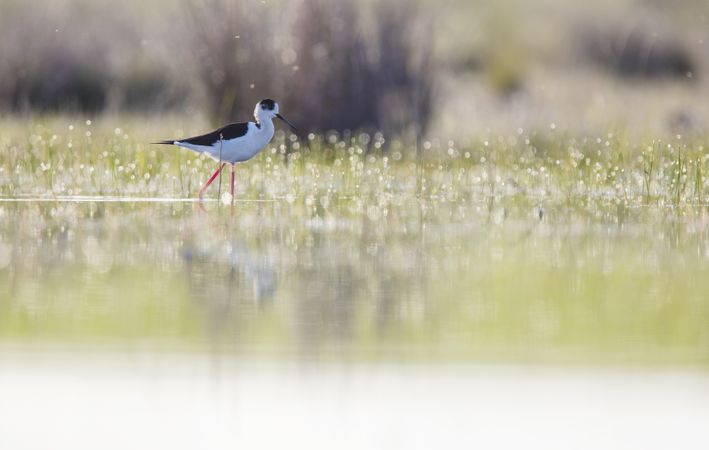 Wild bird walking on water