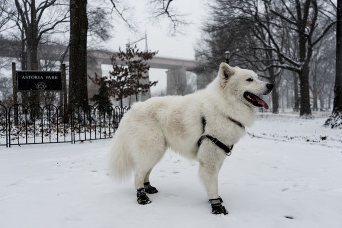Light husky on snow covered ground