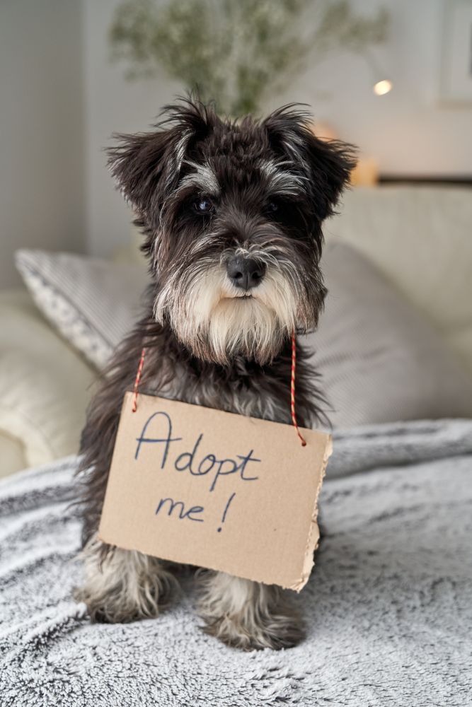 Cute purebred dog with inscription adopt me