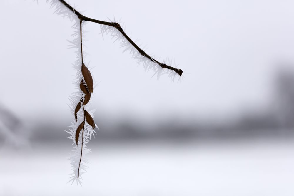 Frosty branch with dry leaves
