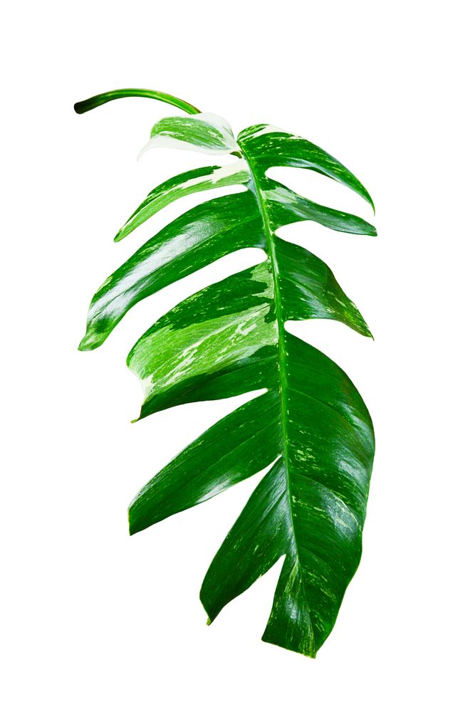 Green Leaf Epipremnum pinnatum