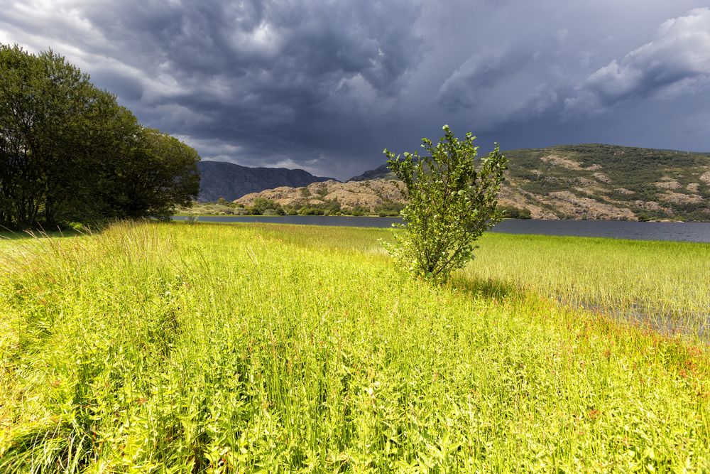 Blooming meadow on coast of lake in mountain range
