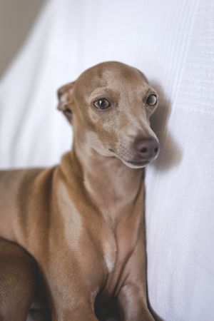 Little italian greyhound dog