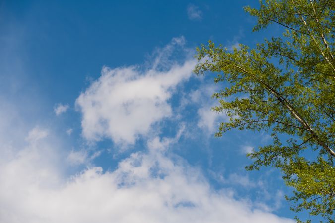 Fresh green tree branches against a bright sky with clouds