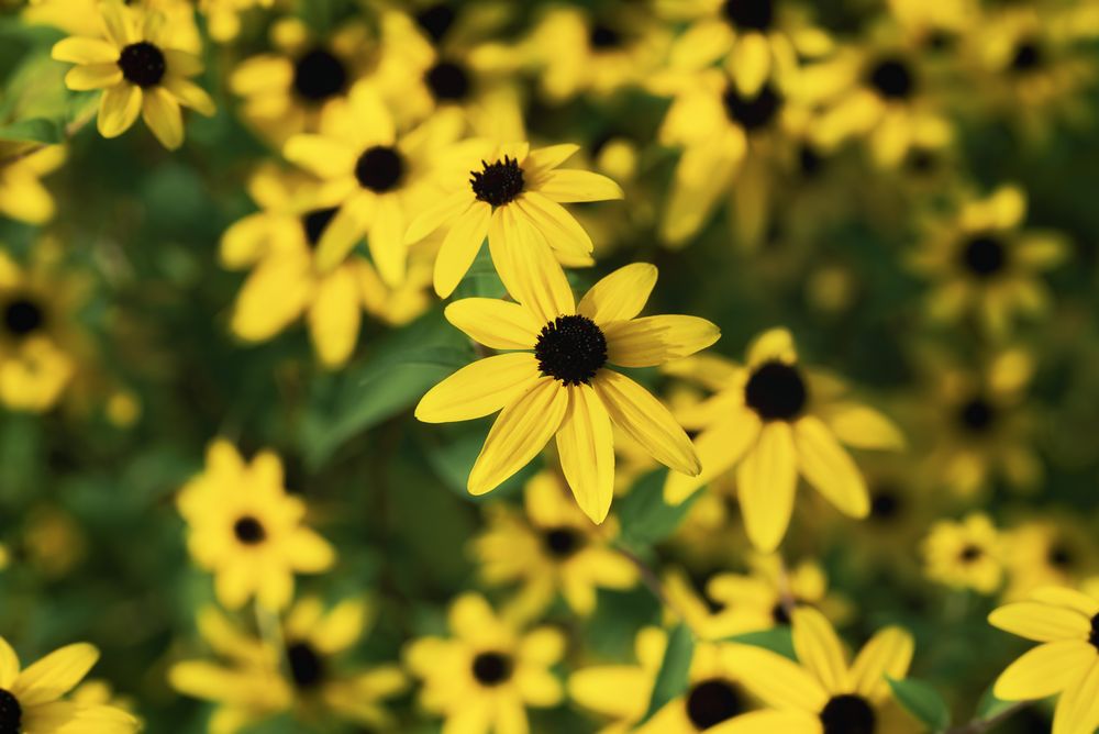 Yellow flowers bush