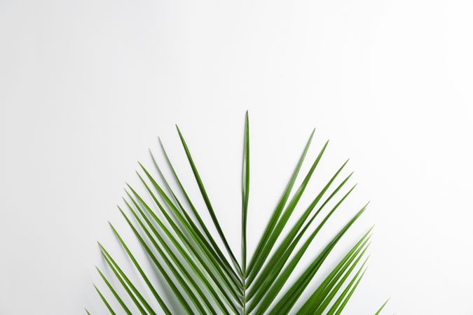 Exotic palm leaf on plain background. Space for text, top view
