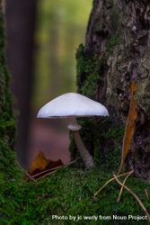 Single mushroom emerging from base of tree 5lMym4