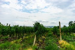 Vineyard in Kakheti region, Georgia