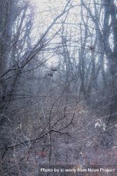 Thin trees and spiderweb on an overcast day, vertical beKJp5