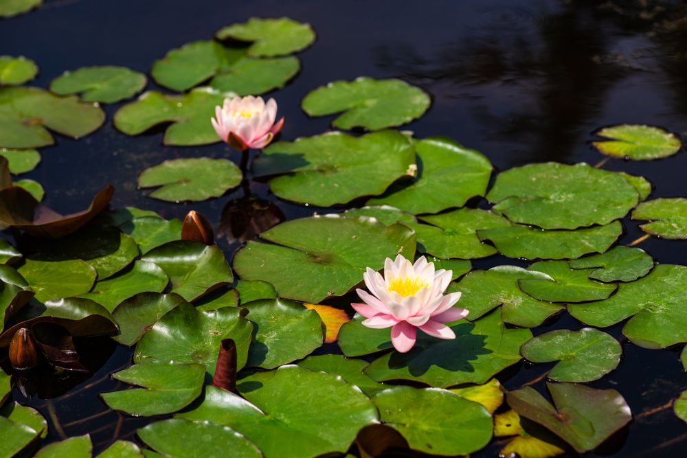 Water lily flowers on sunny day