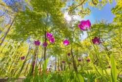 Pink tulips growing wild in a forest with trees