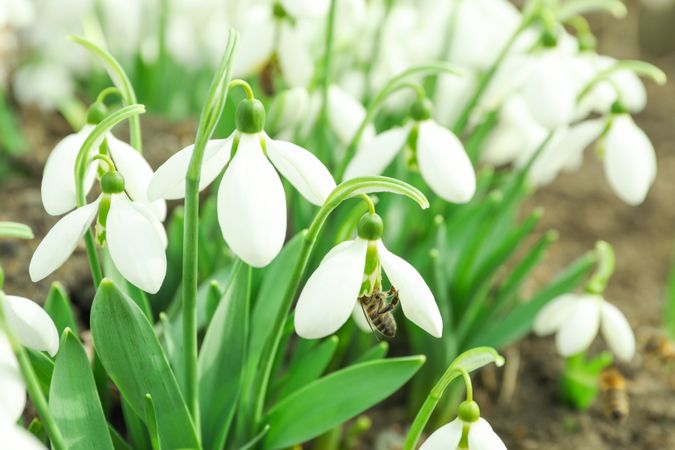 Beautiful spring snowdrop flowers (Galanthus nivalis), closeup