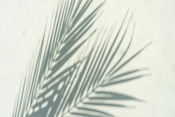 Palm leaf shadows on light background