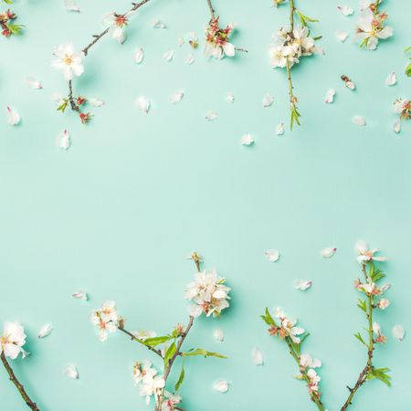 Almond blossom flowers on a pastel green background, square crop