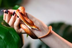 Corn snake wrapped around woman hand on leafy background