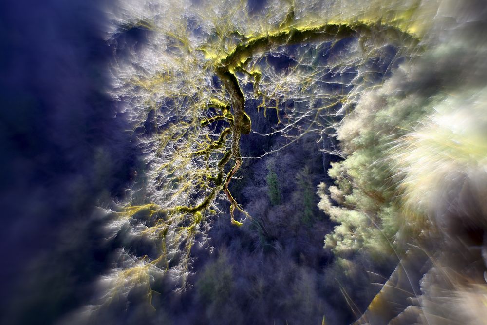Green branches covered with moss
