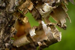 Bark on wood